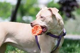 Your pit bull is a power chewer. 5 Best Chew Toys For Pit Bulls 2021 Reviews