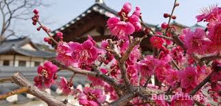 Image result for 홍매화