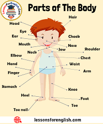 Dining room vocabulary human body parts vocabulary computer parts vocabulary face parts vocabulary. Parts Of The Body Vocabulary Definition And Examples Lessons For English