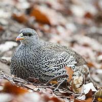 Image result for Tragiella natalensis