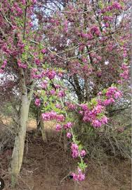 Image result for Vernonia longipedunculata