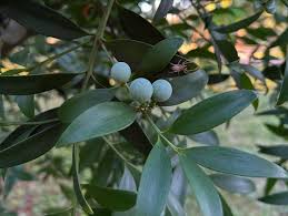 Image result for Nageia nagi