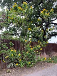 Image result for Tecoma