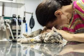 In this article, we discuss some of the possible causes of sudden. 6 Symptoms Of A Dying Cat Lovetoknow