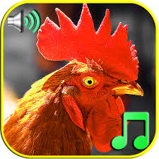 Classroom timers and fun timers. Funny Alarm Clock Ringtones Apk 1 2 Download Apk Latest Version