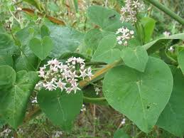 Image result for Cynanchum praecox