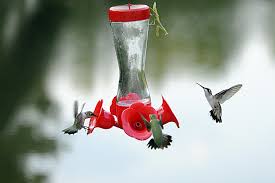 We did not find results for: Hummingbird And Mantis Shutterbug