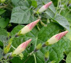 I planted some morning glories from seed right into the ground in may (as suggested on the package). Morning Glory Buds By Recycledrelatives On Deviantart
