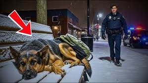 Officer Heard a K9 German Shepherd Whimper in the Snow—What He Found Next  Broke His Heart - YouTube