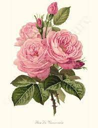 1125 x 1500 jpeg 430 кб. La Vierzonnaise Rose Art Rose Painting Vintage Flower Prints