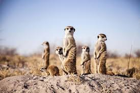 San Camp Makgadikgadi Pans Accommodation Perfect Hideaways In 2020 Okavango Delta Botswana Wildlife Meerkat