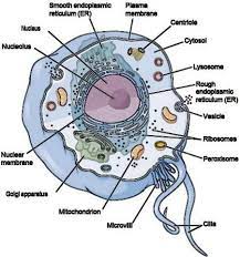 The subphylum was at one time called urochordata, and the term urochordates is still sometimes used for. Cells And Their Functions