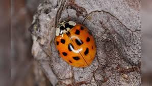 Cotton harlequin bug is well know for maternal care. The Harlequin Ladybird Is A Conqueror Extraordinaire Among Bugs