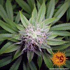 Our line of seeds is bred specifically to maximize quality and yield. Cookies Kush Cannabis Seeds Barneys Farm
