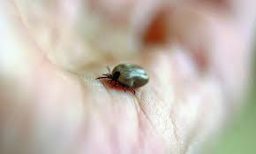 Bacteriile sunt prezente in boala lyme simptome: CÄƒpuÈ™ele È™i Boala Lyme Centrul Medical Bioinvest