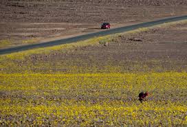 Death valley, for example, isn't looking particularly lively this year. Wildflowers Bloom In Death Valley National Park