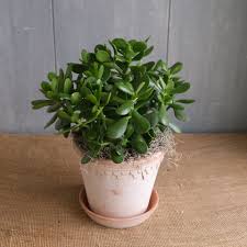 Image result for Crassula zombensis