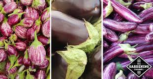 For those with a shorter growing season, transplants will reduce that time frame significantly. Growing Eggplants From Seedlings To Harvest Gardening Channel
