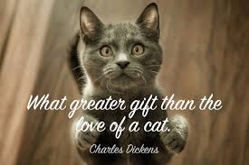 51 pet loss quotes to boost your spirits. We Ve Collected A List Of The Best Cat Quotes Including Funny Cat Quotes Famous Cat Quotes Cat Loss Quot Cat Quotes Inspirational Cat Quotes Cat Quotes Funny