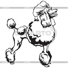 Maybe you would like to learn more about one of these? Poodle Stock Photos And Vektor Eps Clipart Cliparto