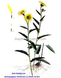 Image result for Anisopappus chinensis