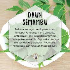 Uuhh., enak., desah lia sambil tangannya yang kiri mengelus lembut dadanya sendiri. Pernah Dengar Daun Semambu Mambu Ningsalmah Jitra Facebook