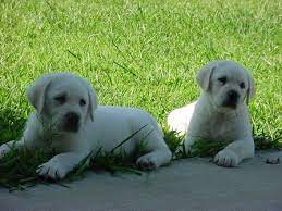 Shelby S White Labrador Breeders A White Lab Breeder Puppies For Sale