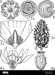 Image result for Menispermaceae