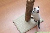 Kedi Tirmalama Tahtasi Nasil Yapilir Kedi9 Com Kedi Kedi Kopek Kopek