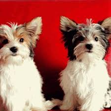 We are particularly in love with the yorkshire terrier, especially the parti color yorkie. Parti Yorkie Pets Home Facebook