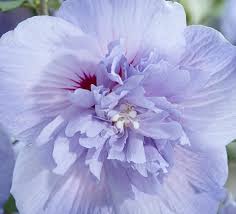 Image result for Holubia saccata