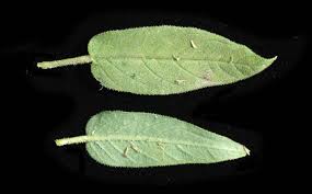 Image result for Cleome monophylla