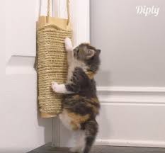 Tuto Construisez Un Griffoir A Suspendre A Votre Porte Pour Votre Chaton Griffoir Chaton Jouet Animaux
