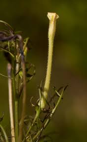 Image result for Rhamphicarpa