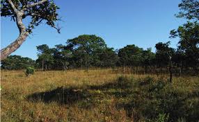 Image result for Ochna cinnabarina