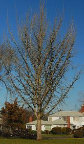 We did not find results for: Ginkgo Biloba Landscape Plants Oregon State University
