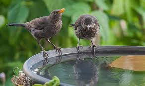 We did not find results for: How To Build A Bird Bath Fun Crafts To Try This Weekend Express Co Uk