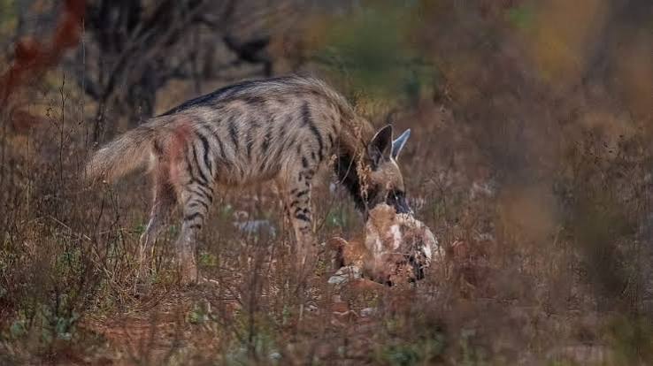 Belagavi news: Karnataka's first sanctuary for hyenas proposed in Belagavi