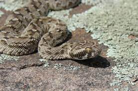 Carpet Viper Deadly Animals Snake World S Largest Snake