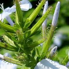 We did not find results for: Pdf A Comprehensive Review On The Genus Plumbago With Focus On Plumbago Auriculata Plumbaginaceae