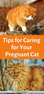 What To Expect When Your Cat Is Expecting Tips For Caring For Your Pregnant Cat Oliveknows Pregnant Cat Cat Care Cat Birth