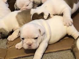 French bulldogs have dozens of dark and moist folds on their heads that collect dirt, dust, and food leftovers. English Bulldog Puppy For Sale In Columbia Mo Adn 69719 On Puppyfinder Com Gender Male Age 5 Weeks Old Bulldog Puppies For Sale Bulldog English Bulldog