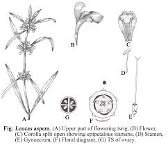 Image result for Lamiaceae