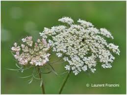 Ti offriamo una lista completa con nomi di fiori per bambini e bambine. Daucus Carota L