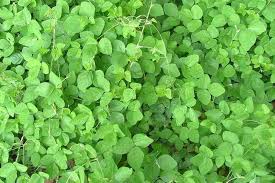 Image result for Neonotonia