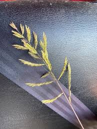 Image result for Trichoneura