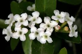 Image result for Carissa tetramera