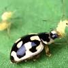 It consists of using synthetic compounds to eliminate and inhibit. 1