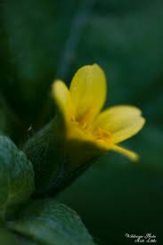 Image result for Calyptocarpus vialis