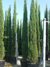 Cupressus Sempervirens Mediterrane Saulenzypresse Mittelmeerzypresse Bis Zu 20 Hohe Sehr Schmal Wachsende Zypresse Garten Ideen Gartenpflanzen Und Garten